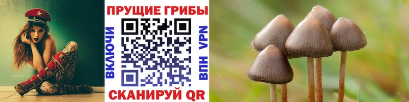 Купить  Зея  Псилоцибиновые грибы GOLDEN TEACHER 
